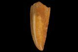 Serrated, Raptor Tooth - Real Dinosaur Tooth #176197-1